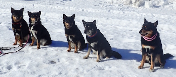 Lappalaiserikoisnäyttely 2016 Tuulenkuun Haltiamieli, Pihlajamäen Fafnir ja nuorisoa