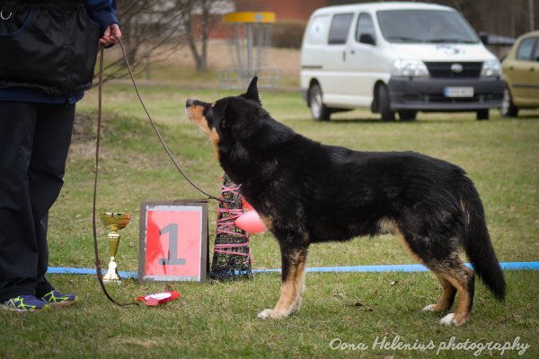 Tuulenkuun Haltiamieli Niilo BIS1-veteraani