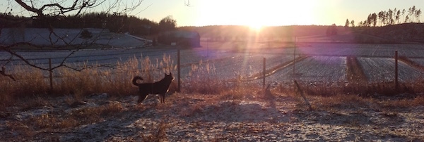 Tuulenkuun Haltiamieli